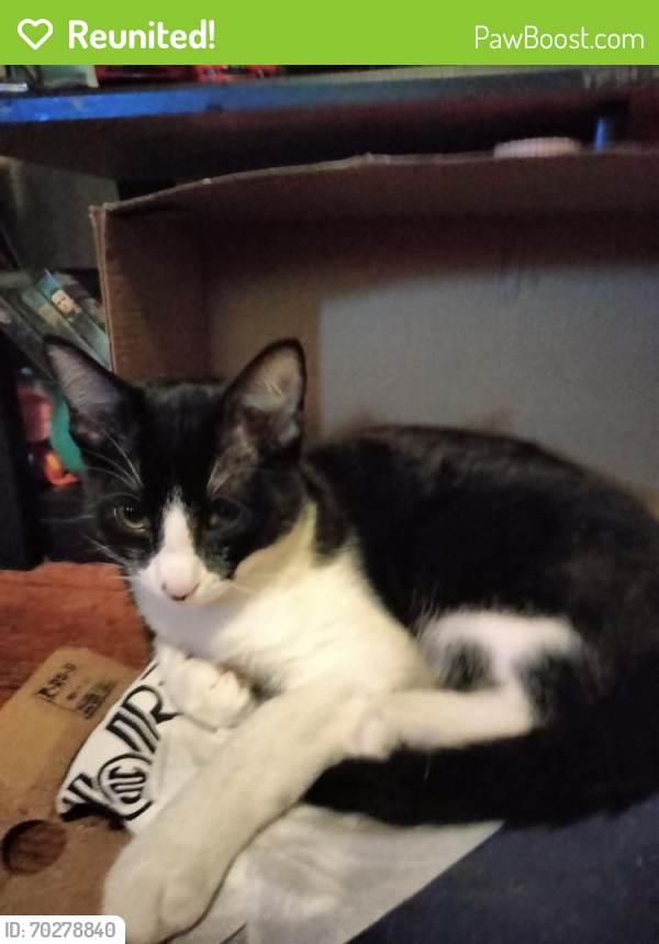 Reunited Male Cat last seen 15th St., Reno Ave., Midwest City, OK 73110