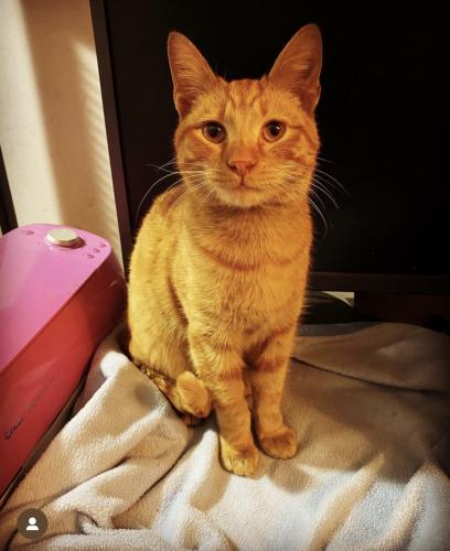 Lost Male Cat last seen Nightfall Ct and Windswept , Colerain Township, OH 45252