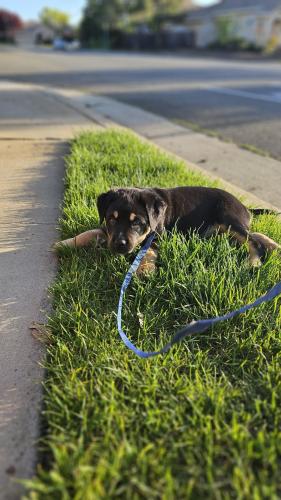 Lost Male Dog last seen Northgate , Sacramento, CA 95833