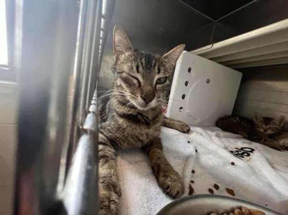 Shelter Stray Female Cat last seen Near DANIELS, 70714, LA, Baton Rouge, LA 70820