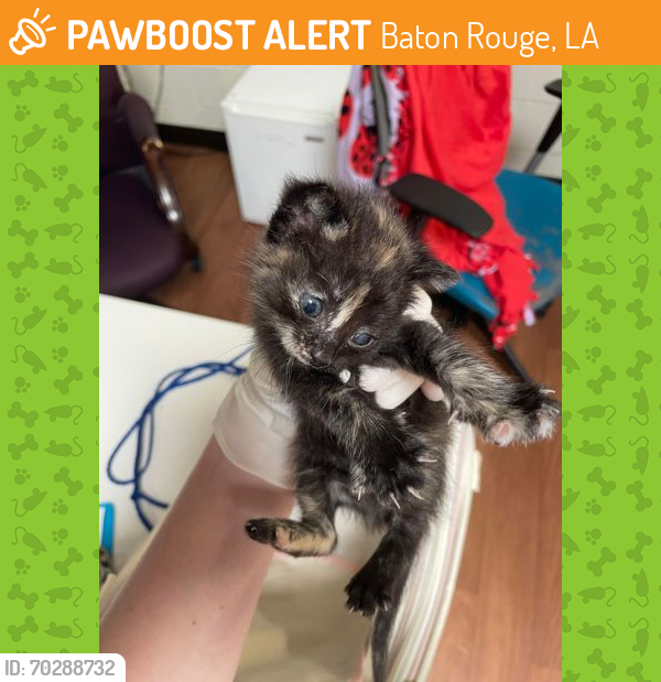 Shelter Stray Female Cat last seen Near Bob Pettit Blvd, 70820, LA, Baton Rouge, LA 70820