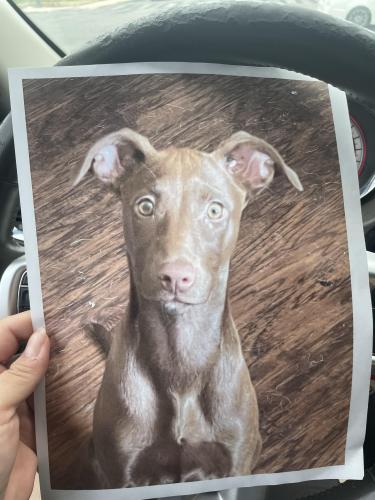 Lost Female Dog last seen Near Walnut Park Street, San Antonio, Texas 78227, San Antonio, TX 78227