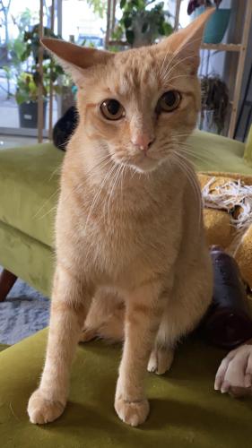 Lost Male Cat last seen Arthur Street and North 47th Avenue, Hollywood, FL 33021