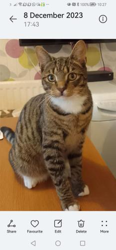 Lost Male Cat last seen Frankley Birmingham , Rednal, England B45 0LT