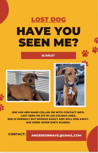 Lost Female Dog last seen Alder and Riverside Ave , Rialto, CA 92377