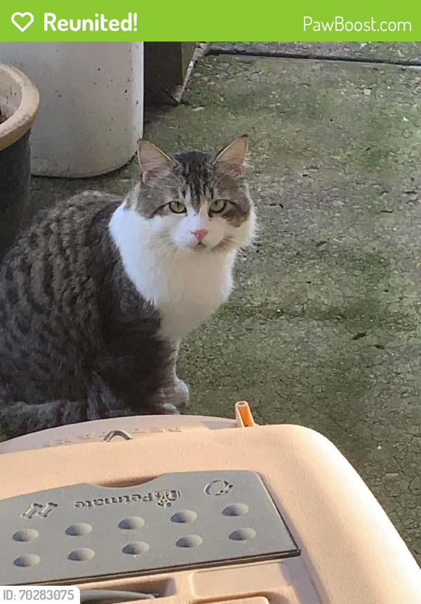 Reunited Male Cat last seen Near the middle school, Sherwood, OR 97140