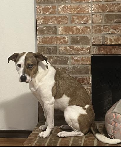 Lost Female Dog last seen Maurie Ct / Maurie Dr. , Haltom City, TX 76148