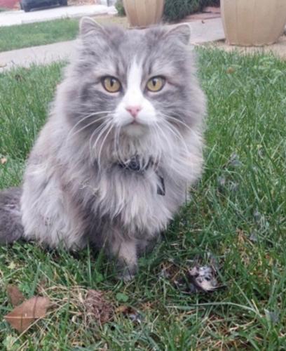 Lost Female Cat last seen San Salvador and s 9th street, San Jose, CA 95112