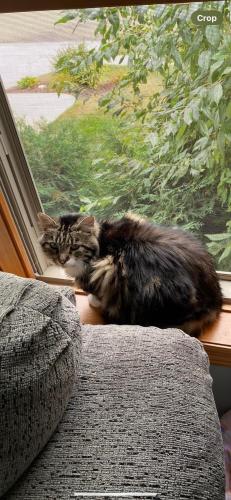 Lost Female Cat last seen Behind Gibbs elementary , Rochester, MN 55901