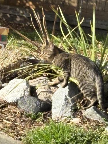 Lost Male Cat last seen Rosewell dr Va bch, Virginia Beach, VA 23454