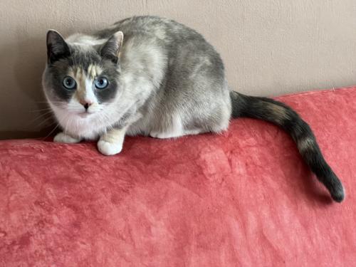 Lost Female Cat last seen 37th and Baseline, Boulder, CO 80303