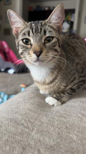 Lost Female Cat last seen Amberwood south the strand apmts , Kyle, TX 78640