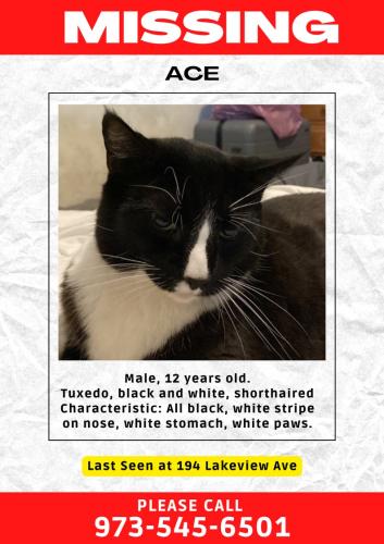 Lost Male Cat last seen Near Lakeview Ave Clifton NJ, Clifton, NJ 07011