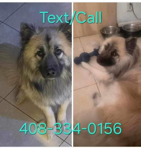 Lost Male Dog last seen De la cruz and laurelwood rd, Santa Clara, CA 95054