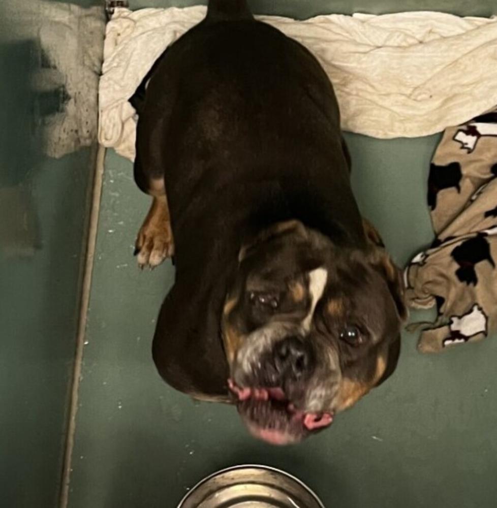 Shelter Stray Male Dog last seen Suttere Avenue, BROOKLYN, NY, 11207, New York, NY 11208