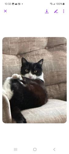Lost Male Cat last seen small road in Lacolle near the American/Canadian border, Lacolle, QC J0J 1J0