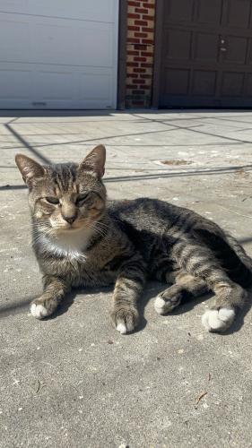 Lost Male Cat last seen On east 5th street, between Cortelyou and Avenue C, Brooklyn, NY 11218