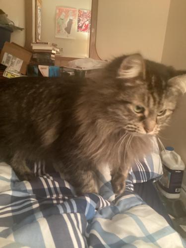 Lost Female Cat last seen Kinney Rd & Woodland Ave, Pontiac, MI 48340