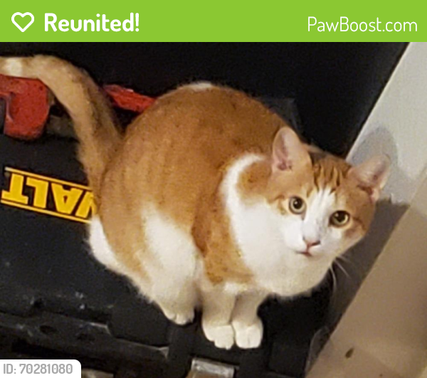 Reunited Male Cat last seen Delta Road and Broad St. Extended, Delta, PA 17314