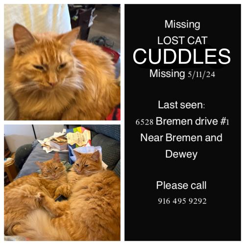 Lost Male Cat last seen Bremen and dewey, Citrus Heights, CA 95621