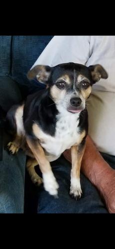 Lost Female Dog last seen Doverdale and Richard Ave, South San Jose Hills, CA 91744