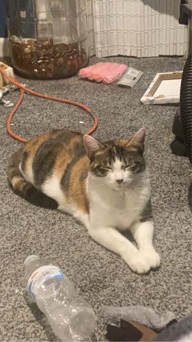 Lost Female Cat last seen Broadway and ne 29th st near norwoodville tap and grand view christian school, Des Moines, IA 50317