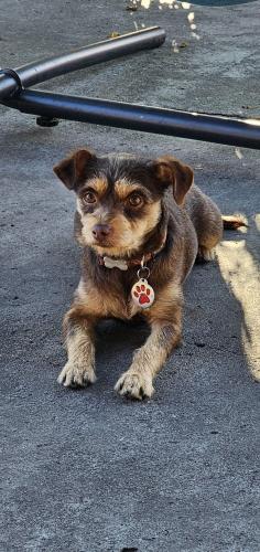 Lost Female Dog last seen Maple Ave. & 31st St, Los Angeles, CA 90011