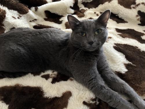 Lost Female Cat last seen Unser and southern, Rio Rancho, NM 87124