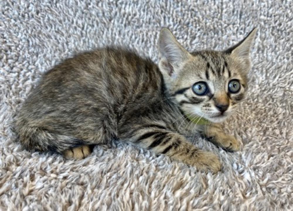 Shelter Stray Female Cat last seen Near Deadwood Rd, 70356 - Gibson, LA, Gray, LA 70359