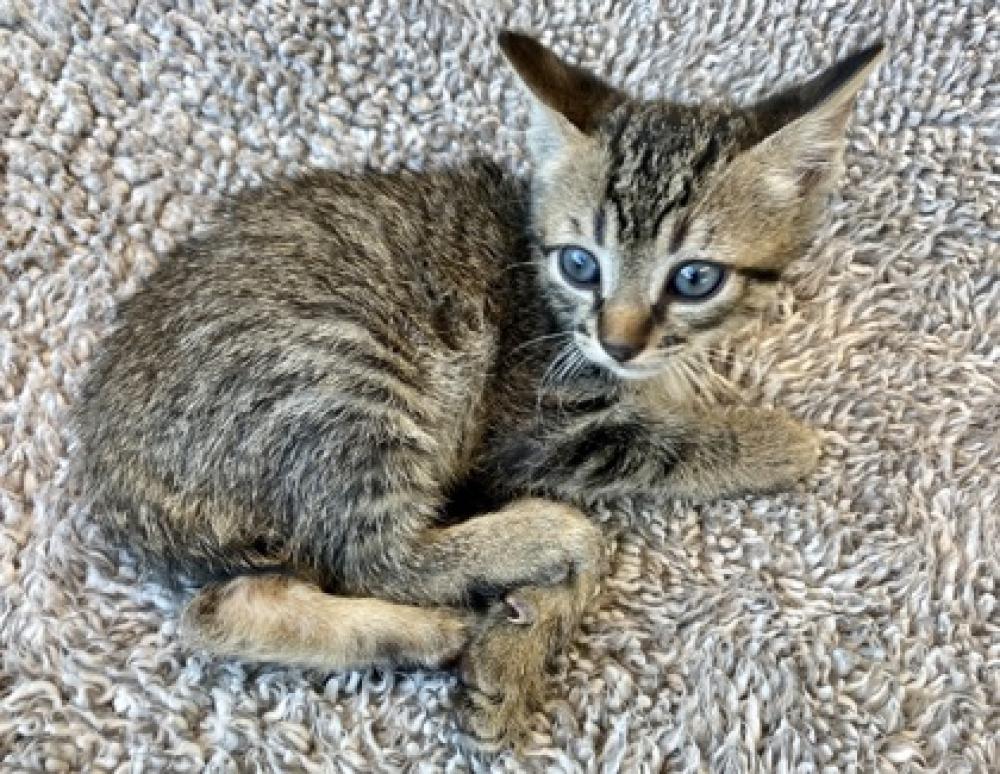 Shelter Stray Male Cat last seen Near Deadwood Rd, 70356 - Gibson, LA, Gray, LA 70359