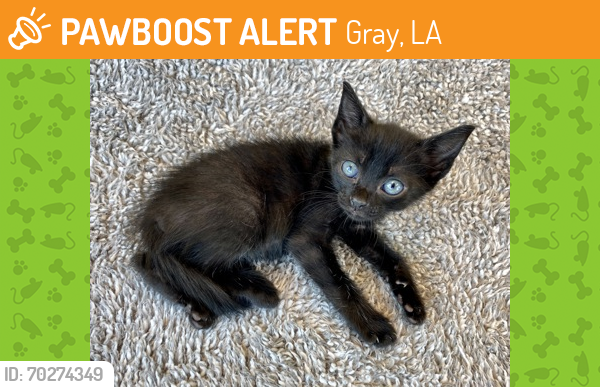 Shelter Stray Female Cat last seen Near Deadwood Road, 70356 - Gibson, LA, Gray, LA 70359