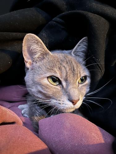Lost Female Cat last seen Near colerain ave , Cincinnati, OH 45252