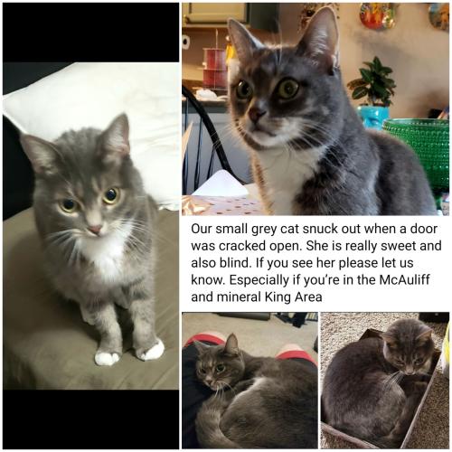 Lost Female Cat last seen Near E Stapp Ave/Sol Ct/McAuliff St, Visalia, CA 93292