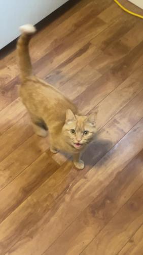 Lost Female Cat last seen 248th 4th , Langley Township, BC V4W 2H3