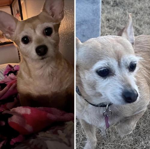 Lost Female Dog last seen Near South County Road 1156, Midland, Texas 79706, Midland, TX 79706