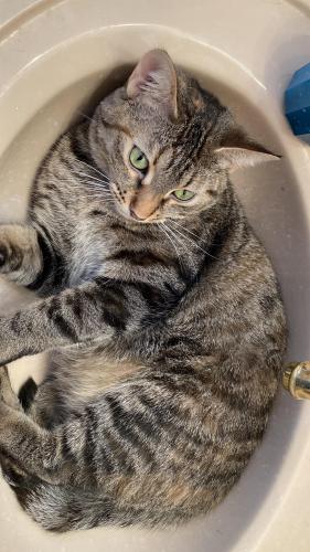 Lost Female Cat last seen Old Orchard & Lavergne Ave, Skokie, IL 60077