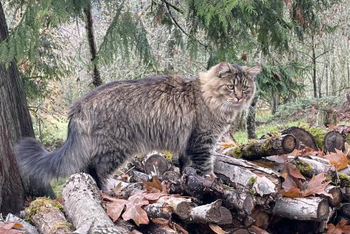 Lost Male Cat last seen NW 131st in Salmon Creek, Vancouver, WA 98685