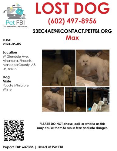 Lost Male Dog last seen Near w glendale ave phoenix az 85051, Phoenix, AZ 85051