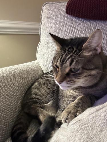 Lost Male Cat last seen Deer spring and Birnen, Charlotte, NC 28210