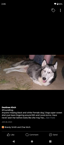 Lost Female Dog last seen Blue ridge & 24 highway , Kansas City, MO 64125