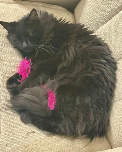 Lost Female Cat last seen 118th and Lexington, Portland, OR 97206