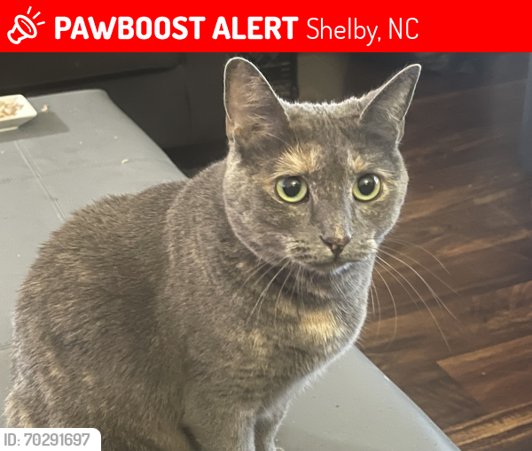 Lost Female Cat last seen South Hampton and Dellinger rd, Shelby, NC 28152