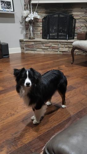 Lost Male Dog last seen Hwy 64 and FM294 (Old Henderson Hwy) in East Lake ests Subdivision , Arp, TX 75750