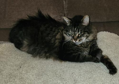 Lost Male Cat last seen Near North and Wall Street, Salt Lake City,  UT. About 3 blocks north west of gee Capitol grounds, Salt Lake City, UT 84103
