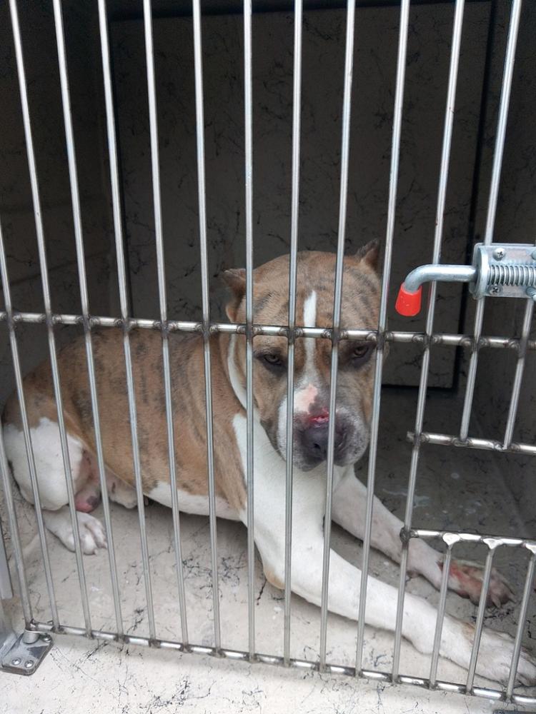 Shelter Stray Male Dog last seen Near Grossie Drive, LAFAYETTE, LA, 70501, Lafayette, LA 70507