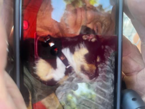 Lost Male Dog last seen E street , West Sacramento, CA 95814