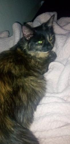Lost Female Cat last seen thurman avenue, Columbus, OH 43206
