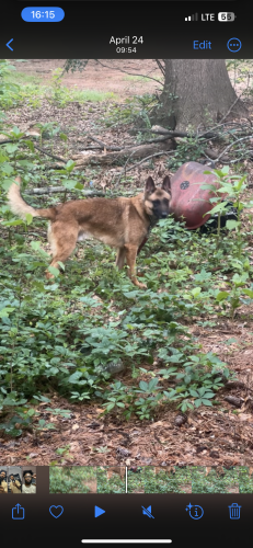 Lost Male Dog last seen Near Ashford Dunwoody Exit, Sandy Springs, GA 30328