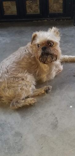 Lost Male Dog last seen Westwood park citrus heigjts, Citrus Heights, CA 95621