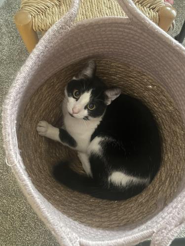 Lost Male Cat last seen Hydes Road, West Midlands, England WS10